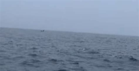 Video: 12-foot great white shark attacks and eats seal off Cape Cod