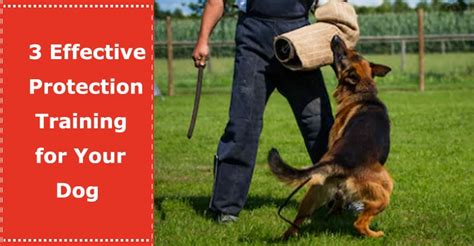 Training Guard Dogs for Protection 的图像结果