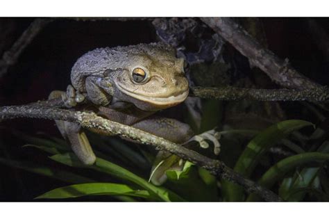 Florida’s Poisonous Frogs and What To Do If It All Goes Wrong - Animals Around The Globe