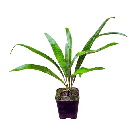 Staghorn Fern Plants for Sale | Buds N Blush