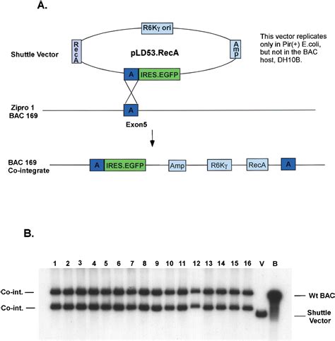 Shuttle Vector 的图像结果