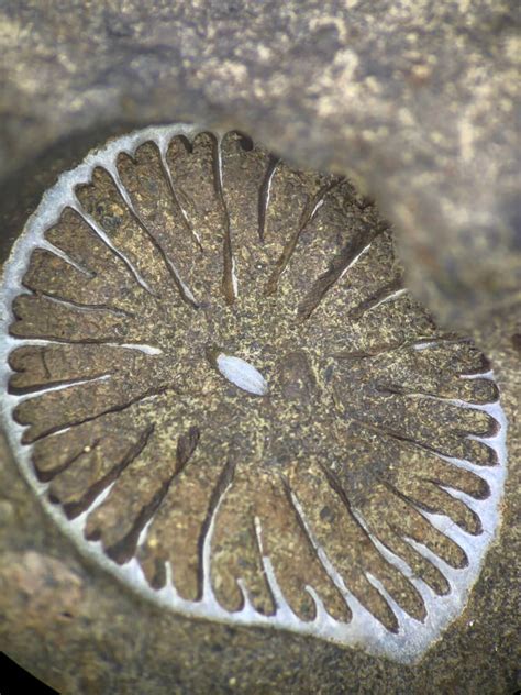 Pennsylvanian Rugose Corals (Horn Corals)