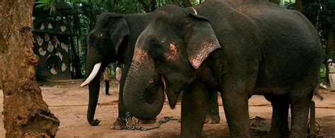 Sakrebyle Elephant Camp: A Haven for Gentle Giants and Conservation ...