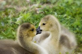 Image result for Cute Adorable Baby Animals