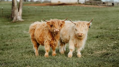 Visit the Highland Cows at Mill Creek Farms - Nashville Parent