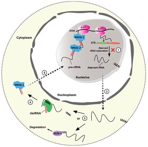 Non-Coding RNA-Driven Regulation of rRNA Biogenesis