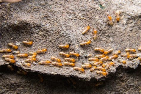 Formosan Termites Vs Drywood Termites: How To Differentiate - What's That Bug?