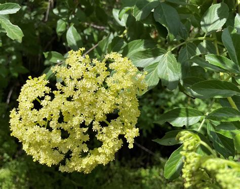 Viburnaceae – MonFlora