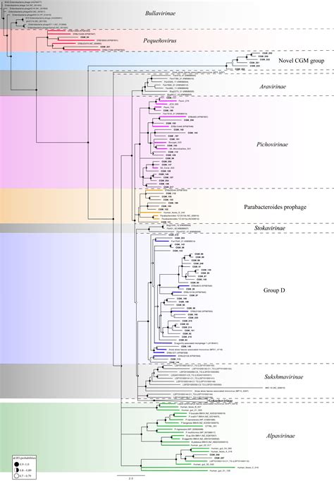Unprecedented Diversity of ssDNA Phages from the Family Microviridae ...