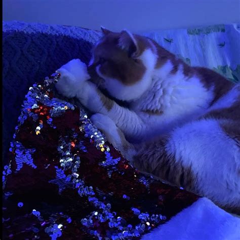 my christmas love ️‍🔥 : r/cats