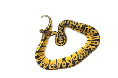 White Ball Python 的图像结果