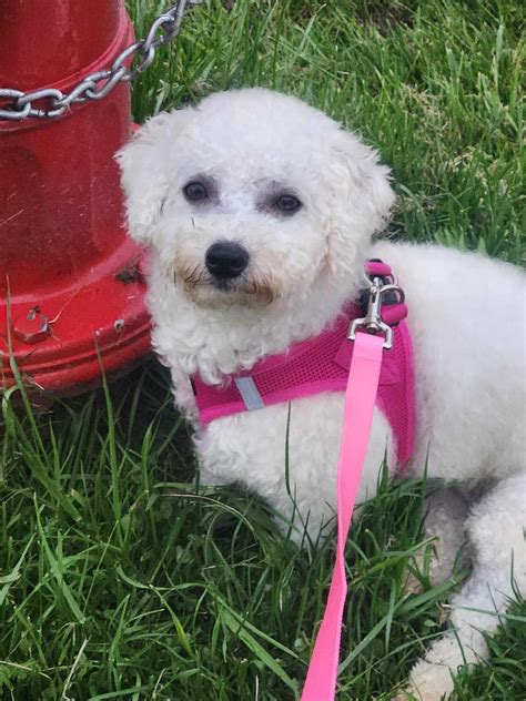 Buffalo Pug & Small Breed Rescue, Inc.