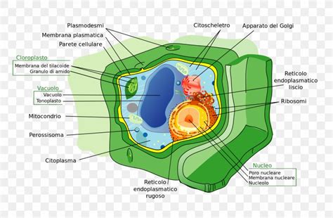 Plant Cell Cell Wall Prokaryote, PNG, 1280x841px, Plant, Cell, Cell ...