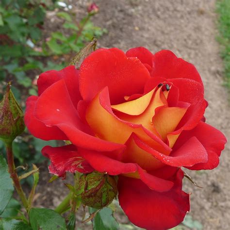 Ketchup And Mustard Rose