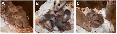 Mastomys Species as Model Systems for Infectious Diseases