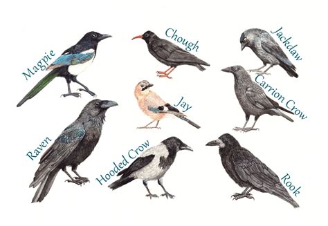 Crows, Raven, Jackdaw, Carrion Crow, Rook, Jay, Magpie, Hooded Crow ...