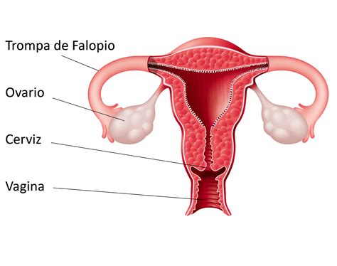 Vagina In Spanish