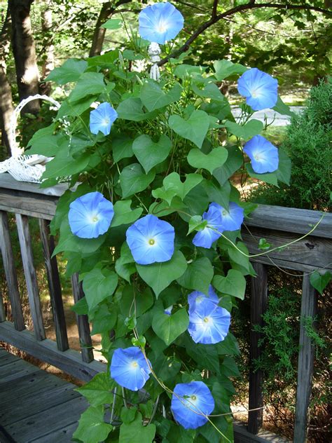 Glorious Morning Glories | Flower cottage, Morning glory, Nature beauty