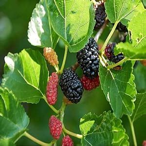 Mulberry Shahtoot All Time Variety Fruit (Air Layering/Grafted) Live ...