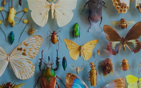 Download wallpaper 3840x2400 insects, collection, butterflies, beetles ...