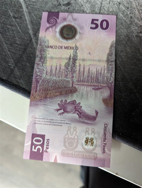 Mexican Axolotl Care