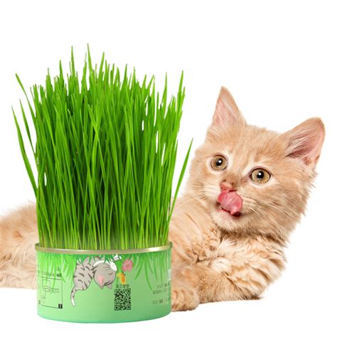 Cat Grass