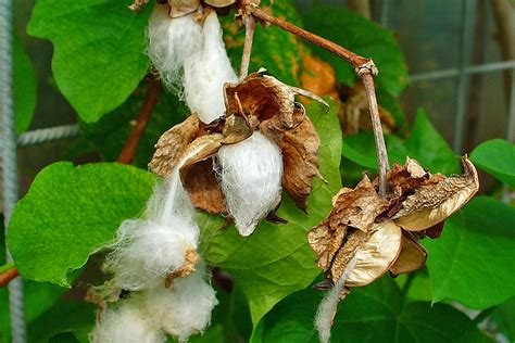 Computer Scientists Sequence Genome of Cotton Species 'Gossypium ...