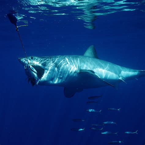 Are Sharks Nocturnal Or Diurnal A Deep Dive Into Shark Behavior