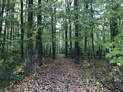 MANHATTAN WOODS (2024) All You Need to Know BEFORE You Go (with Photos ...