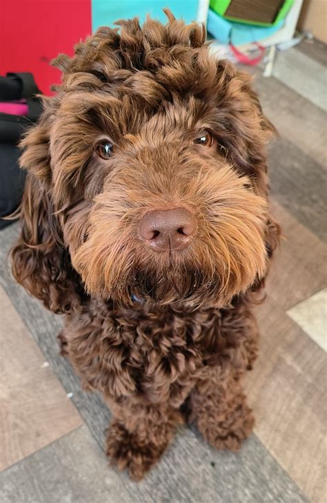 Image result for Cockapoo Light Brown