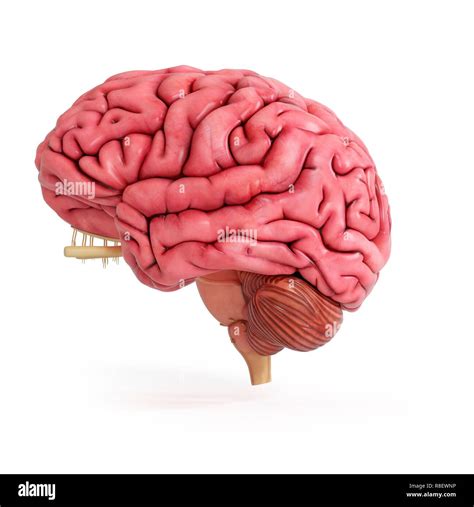 Illustration of a realistic human brain Stock Photo - Alamy