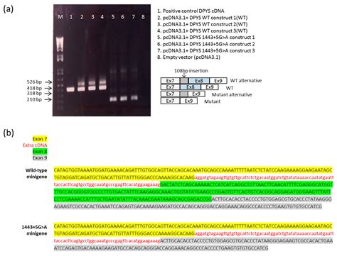 Altered Pre-mRNA Splicing Caused by a Novel Intronic Mutation c.1443+5G ...