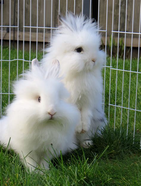 My Double Maned Lion Headed bun buns - Salt and Pepper | Cute animal ...
