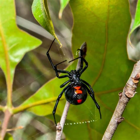 Spiritual Meaning of Spider Bites - Awakening State