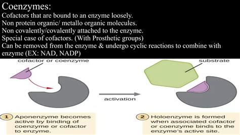 Difference between coenzyme vs cofactor | PPTX