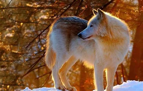 Download wallpaper nature, predator, animal, wolf, wildlife, portrait ...