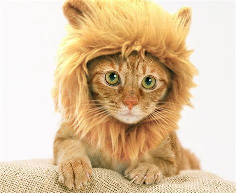 Buy Prymal Lion King Cat Costume. This Pet Costume Turns Your Cat/Dog ...