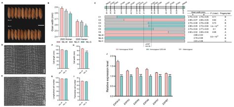 Fine Mapping of Five Grain Size QTLs Which Affect Grain Yield and ...