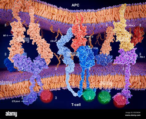 Activation of T-cell immune response, illustration. Array of proteins interacting on the surface ...