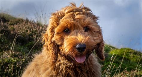Image result for Cockapoo Breed