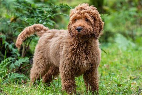 Image result for Dogs 101 Cockapoo
