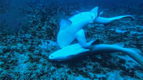 Image result for Sharks Reproduction