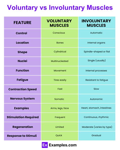 Learn the Differences Between Voluntary and Involuntary Muscles