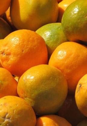 Green Era Orange Plant Price in India - Buy Green Era Orange Plant ...