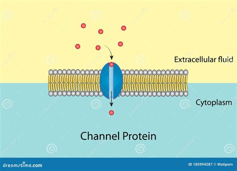 Image result for Channel Protein