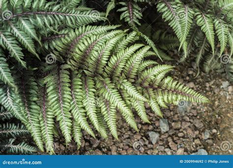 Japanese Painted Fern Showing Burgundy-red Stems. Stock Photo - Image ...