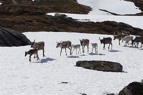VISIT REINDEER (2026) All You Need to Know BEFORE You Go (with Photos ...