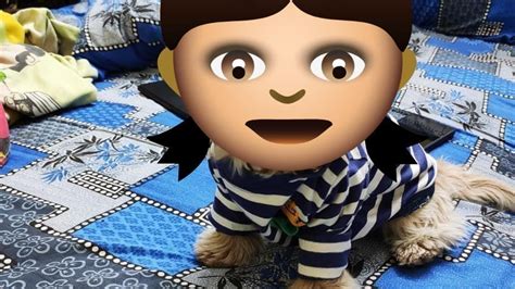 Petition · Swapnil (Zoey pet parent) should wear Zoey ( Shi Tzu ) shirt ...