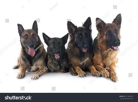47 Four Dutch Shepherds Images, Stock Photos & Vectors | Shutterstock