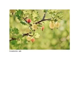 Poisonous Berry Lesson and Games by Amy Zupan | TPT